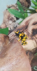 Dendrobates leucomelas
