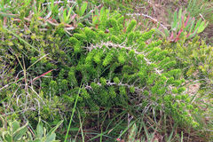 Asparagus crassicladus
