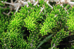 Asparagus crassicladus