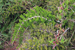 Asparagus crassicladus