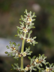 Tetraena alba