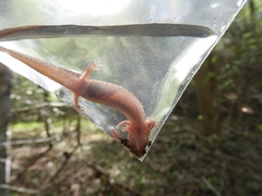 Pseudotriton montanus montanus