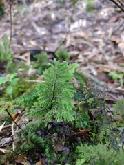 Hymenophyllum dentatum