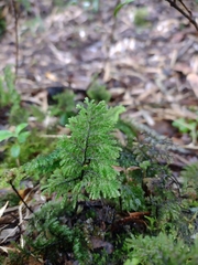 Hymenophyllum dentatum