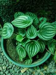 Peperomia argyreia