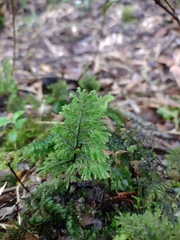 Hymenophyllum dentatum