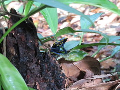 Dendrobates tinctorius