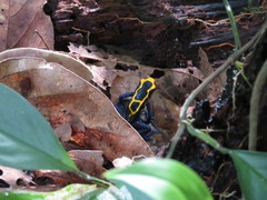 Dendrobates tinctorius