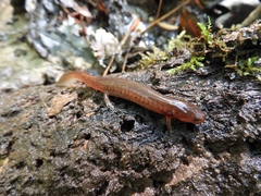 Pseudotriton montanus montanus