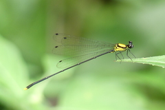 Coeliccia chromothorax