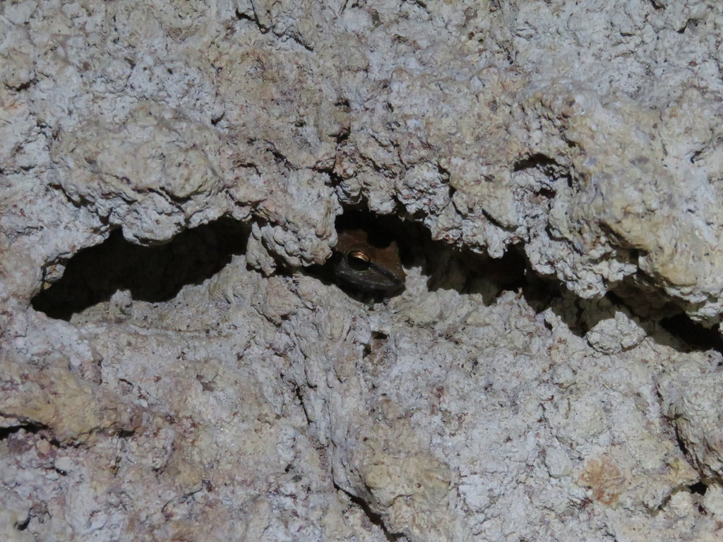Sipaliwini Robber Frog