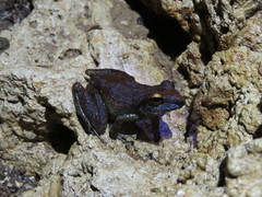 Pristimantis zeuctotylus