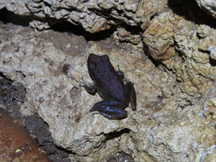 Pristimantis zeuctotylus