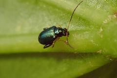Aphthona strigosa