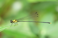 Coeliccia chromothorax