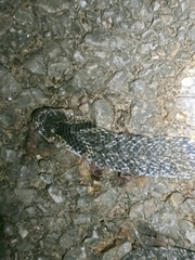 Plagiopholis nuchalis