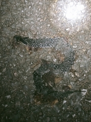 Plagiopholis nuchalis