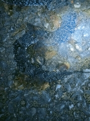 Plagiopholis nuchalis