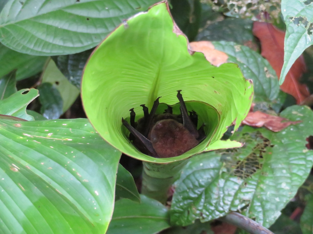 Spix's Disk-winged Bat