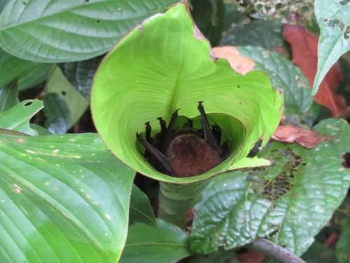 Spix's Disk-winged Bat (Thyroptera tricolor)