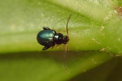 Aphthona strigosa