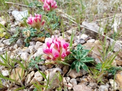 Trifolium macrocephalum