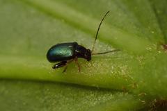 Aphthona strigosa
