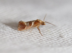 Choristis discotypa