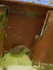 Cochlorina aurisleporis