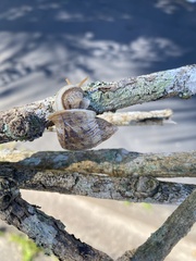 Cochlorina aurisleporis