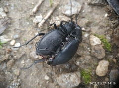 Carabus coriaceus
