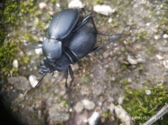 Carabus coriaceus