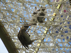 Passer domesticus