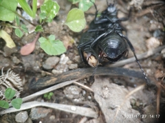 Carabus coriaceus