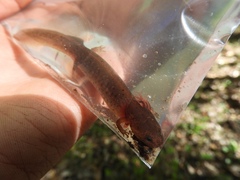 Pseudotriton montanus montanus