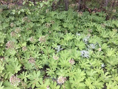 Petasites frigidus palmatus