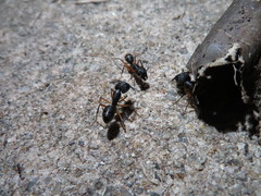 Camponotus renggeri