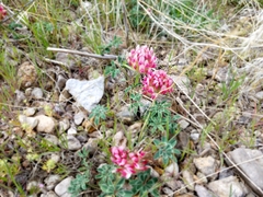 Trifolium macrocephalum