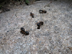 Camponotus renggeri
