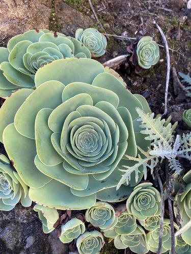 Aeonium diplocyclum image