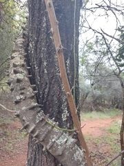 Pterolobium stellatum