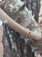 Pterolobium stellatum