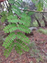 Pterolobium stellatum
