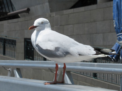 Chroicocephalus novaehollandiae