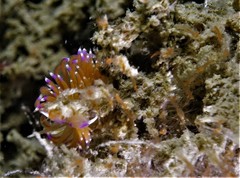 Unidentia aliciae