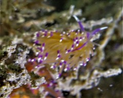 Unidentia aliciae