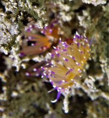 Unidentia aliciae