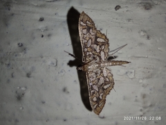 Nausinoe geometralis