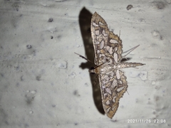 Nausinoe geometralis