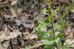 Persoonia sericea